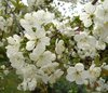 flowering spring