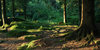 Mossy woodland