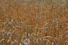 Ripe wheat