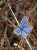Blue butterfly