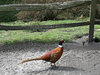 Male pheasant
