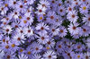 Michaelmas daisies