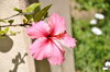 Pink Hibiscus