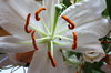 Lily