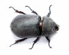 Rhinoceros Beetle