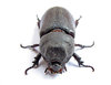 Rhinoceros Beetle