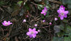 Hepatica