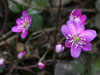 Hepatica