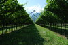 Vineyard