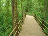 Woodland walk