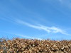 Sky and hedge