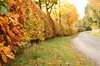 Autumn Lane