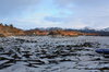 Sea ice 2