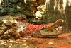 Crocodile 1