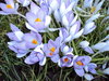 Crocus