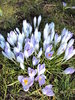 Crocus