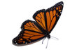 Monarch butterfly