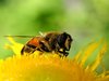 Hoverfly 1