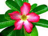 Flowers to View