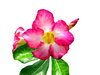 Flowers to View