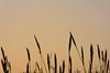 bulrushes