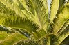 palm leaves