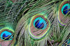Peacock Feathers