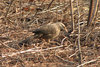 Jungle Babbler