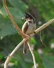 Red-whiskered Bulbul