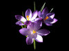 Easter Crocus Cluster