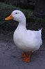 Village Ducks