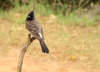 Red-vented Bulbul