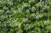 False jasmine