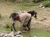 Mule Herder