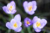 Spring abodes crocus