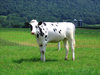Cows 1