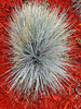 Ball O Grass 1