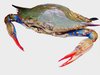 Blue Crab