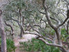 Crooked Path