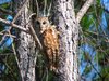Whooo?
