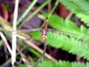 Dragonflys