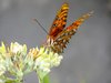 FlutterBys