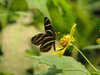 FlutterBys