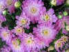 Purple Flowers