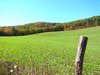 Rolling Hills