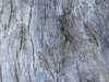 DriftWood