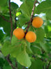 Apricots