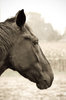 Horsy