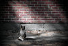 The Guardian