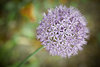 FlowerBall